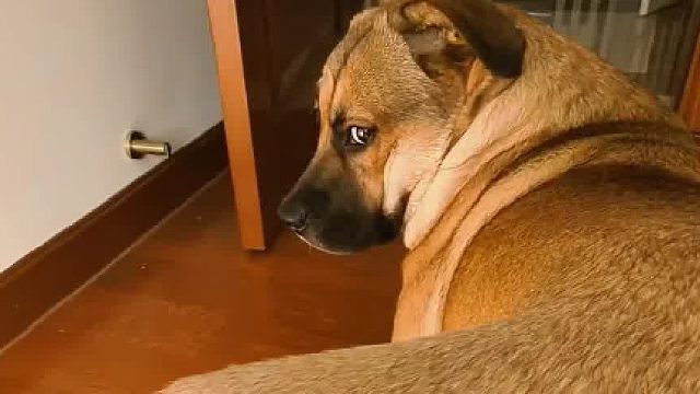 肥美吗 你就猜猜看 老子敢不敢咬你