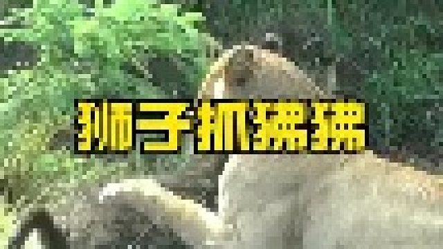 狮子爬到树上捉拿捣蛋的狒狒