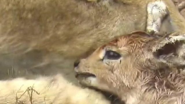 狮子亲吻小羚羊久久不愿下手吃