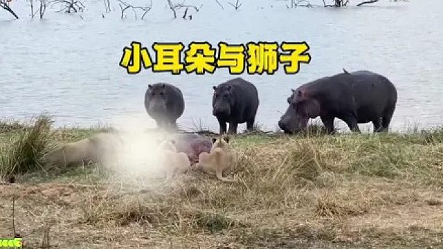 狮子擒拿河马