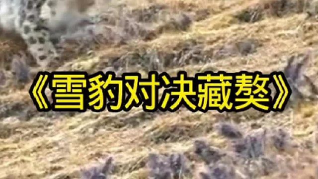雪豹进村偷吃和藏獒进行对决