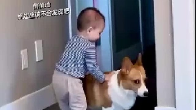 柯基一脸无辜：“我可什么都没做呀！”