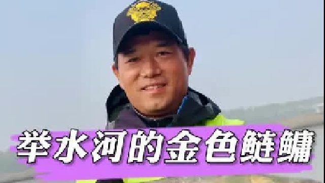 金色鲢鳙。
