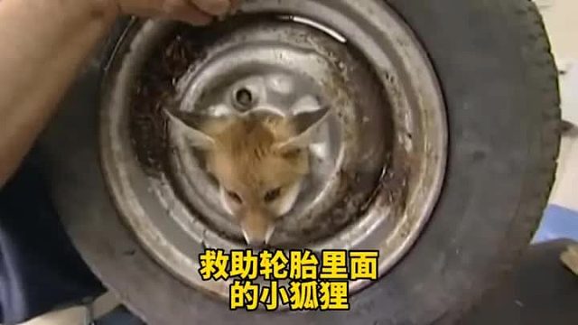 小狐狸的小脑袋卡在了汽车轮胎里面