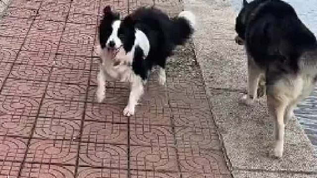 边牧看似单纯转圈，实则悄悄靠近二哈，在不经意间把二哈闪下水