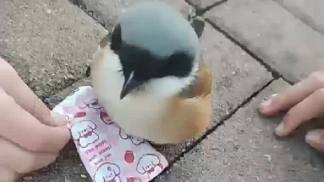 母子俩路上看到一只可爱的鸟，结果是最萌的鸟界屠夫“伯劳鸟”