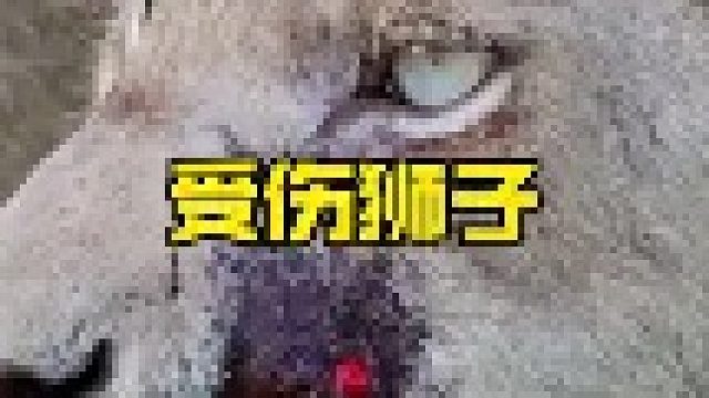 狮子狩猎失败导致受伤