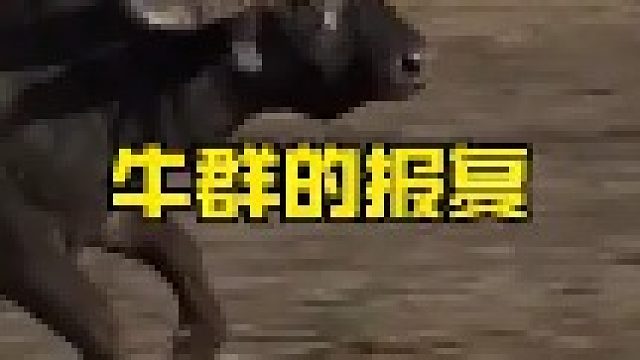 狮子狩猎水牛遭到几百头水牛报复
