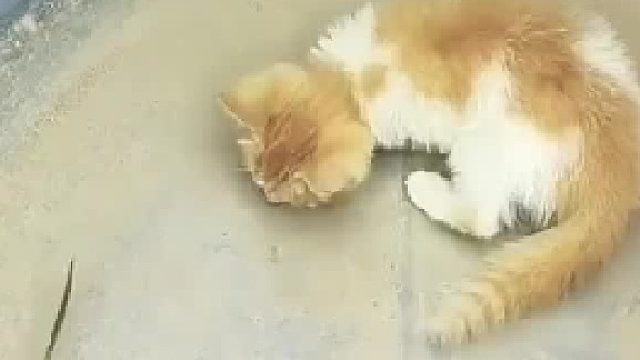 猫咪第一次见到老鼠，直接血脉觉醒