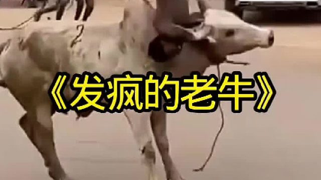 老牛发疯居然冲向主人