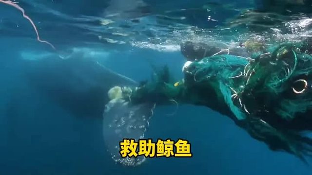 鲸鱼的尾巴马上断掉，因为拖着几百斤的渔网负重前行