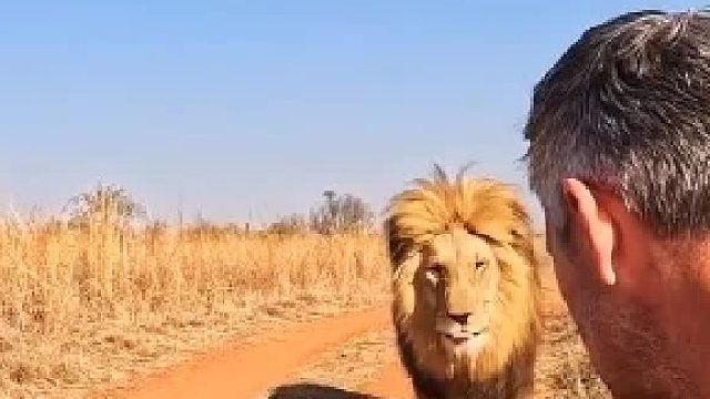 狮与者凯文与狮子温情共处