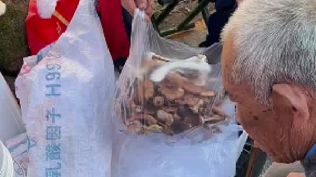 大爷采回来的新鲜榛蘑 教你咋吃