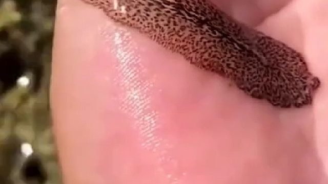 野外看到的彩色飞虫，太美了