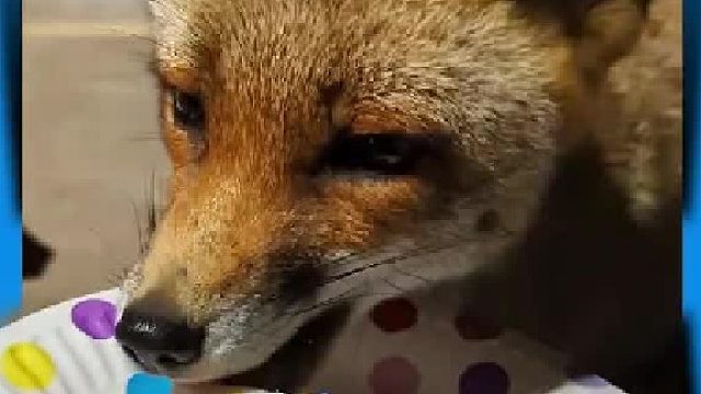 狐狸偷鸡被农场主发现，结局万万没想到