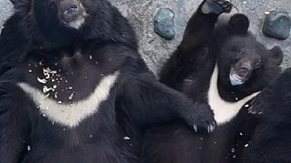 攀枝花動(dòng)物園雖然說我反對(duì)虐待動(dòng)物但這動(dòng)物該好好餓兩頓了