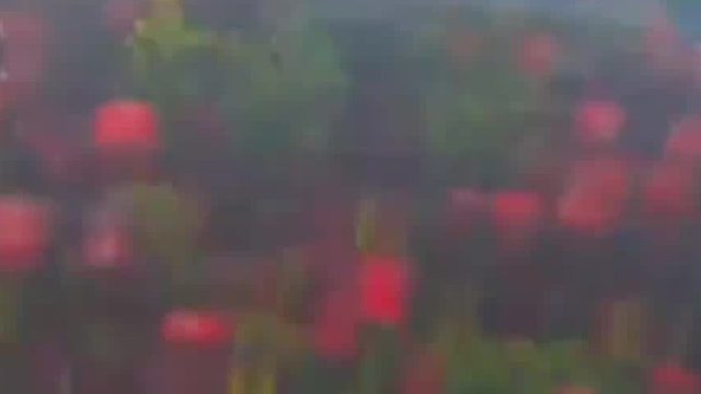 带你认识14种莓莓，你吃过几种？