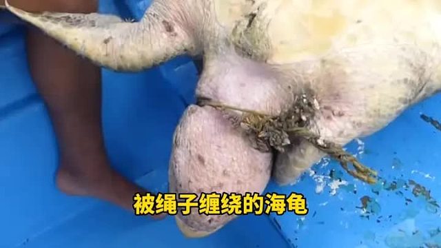 海龟脖子上有着一大串渔网，被勒的喘过不气，救援迫在眉睫