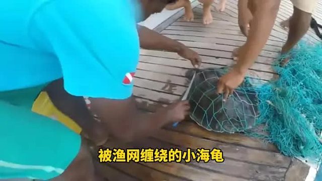 海龟背着几十斤重的渔网在海中负重前行，最后向人类求助