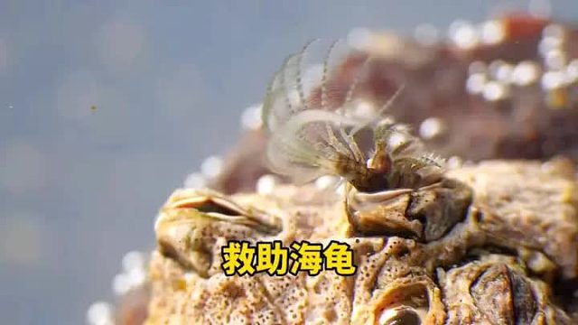 海中恶魔在折磨小海龟，幸亏遇见好心人