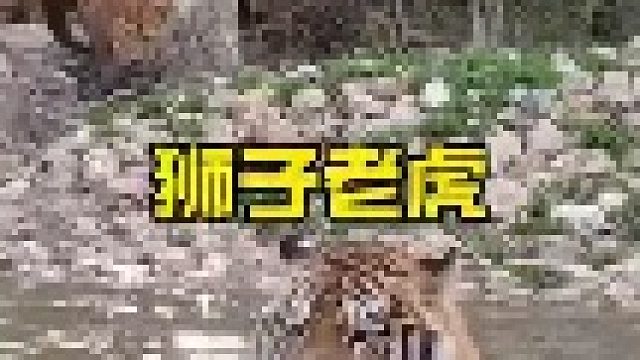 狮子与老虎的正面相对