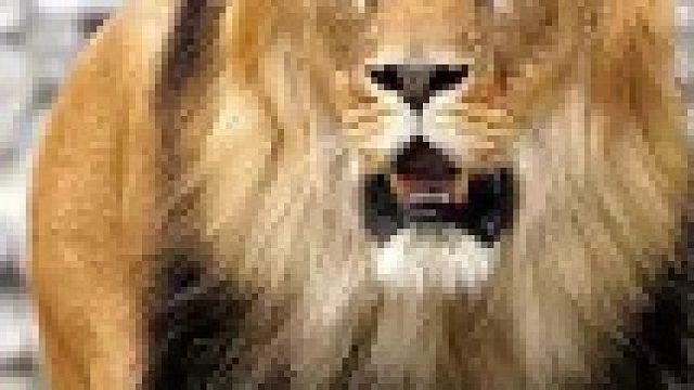 狮子与鬣狗群的战斗