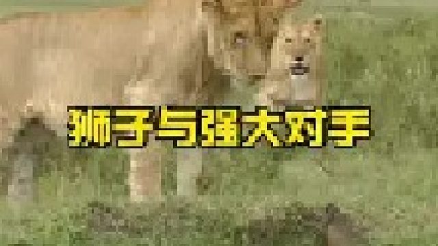 狮子与猫鼬的对峙较量