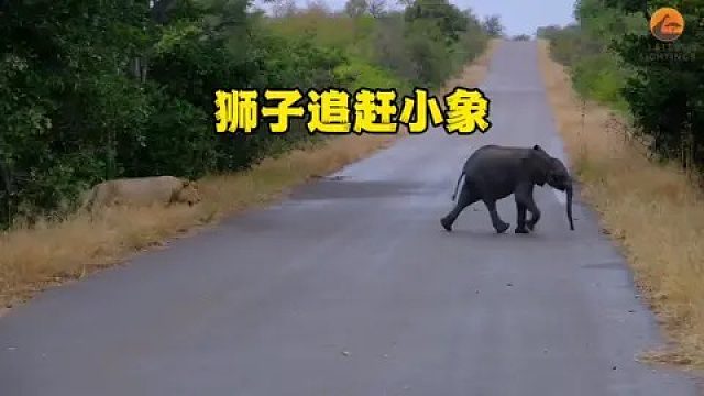 狮子追赶落单的小象