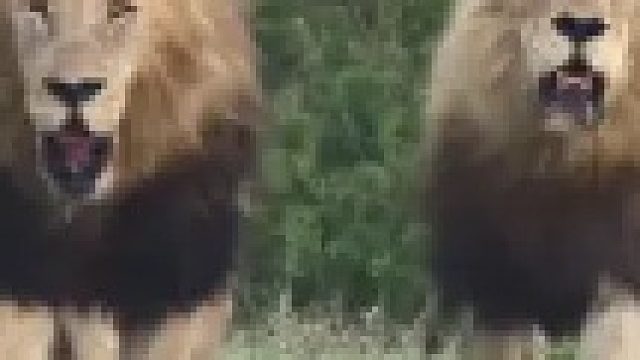 十分霸气的雄狮到成为狮王的蜕变