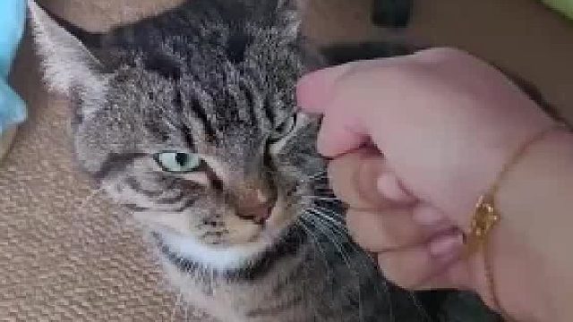 狸花猫这眼神已经说明一切 “我怕你就不叫狸花猫”