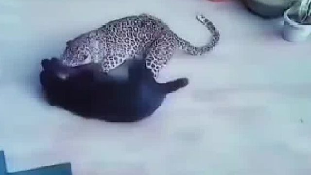 狗子以为是自己打败了花豹！