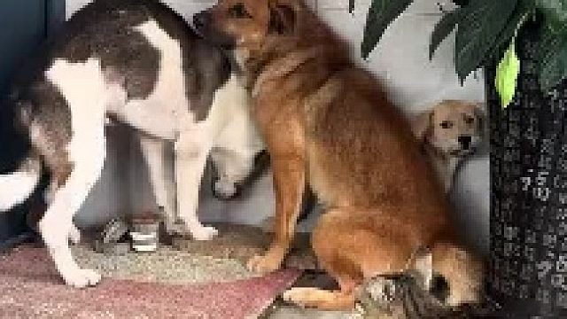 三只狗狗都很怕狸花猫，听到猫叫立马怂得躲起来