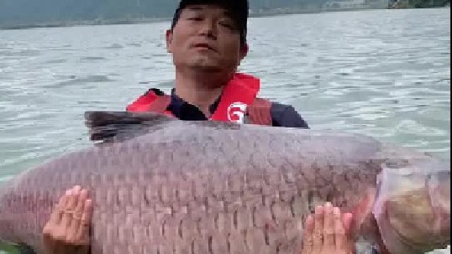 惠州东江手竿104斤巨青