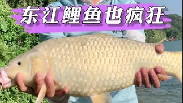 东江鲤鱼