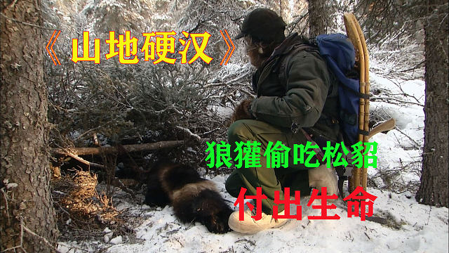 山地硬汉21:狼獾因为偷吃松貂,付出了生命代价