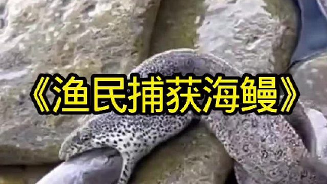 渔民捕获大海鳗