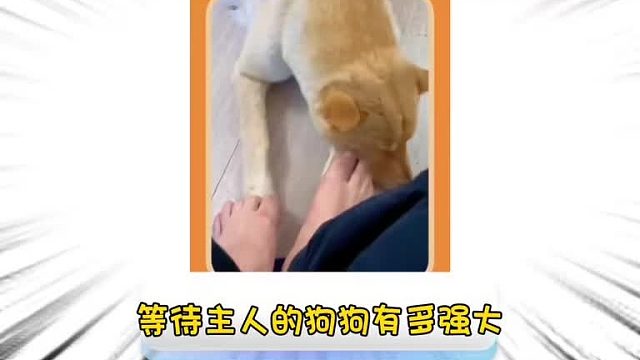 第一百零九集_等待主人的狗创造了奇迹