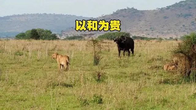 十几头狮子与几百头牛群准备展开生死较量