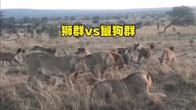十几头狮子与三十几只鬣狗准备展开史无前例的大战