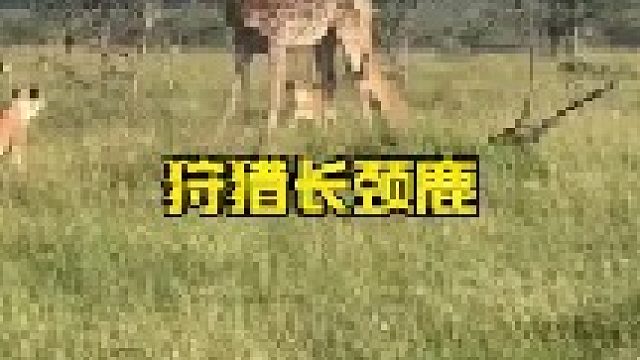 十几头狮子与长颈鹿的较量
