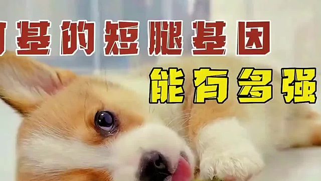 这是世界上速度最快的犬