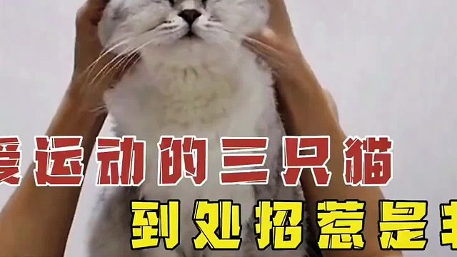 全网唯一只会武功的猫