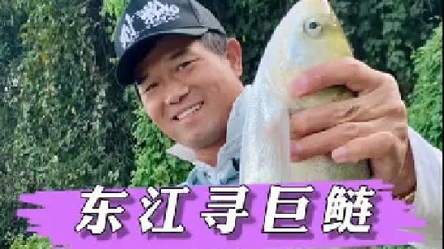 东江钓巨鲢。