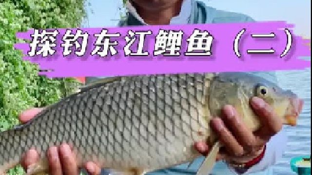 探钓大鲤鱼
