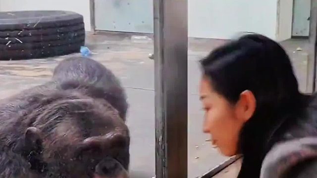 一个需要动物们自己出示精神病证明的动物园