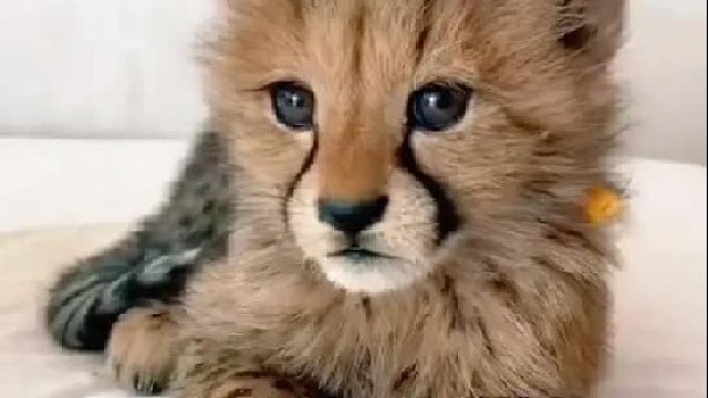 男人在野外捡到一只被遗弃的小猎豹，没想到它长大后身材让人羡慕