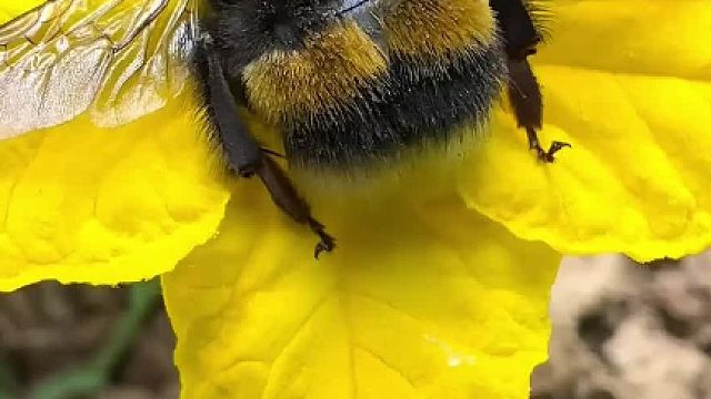 科普分享9种不同的蜂！