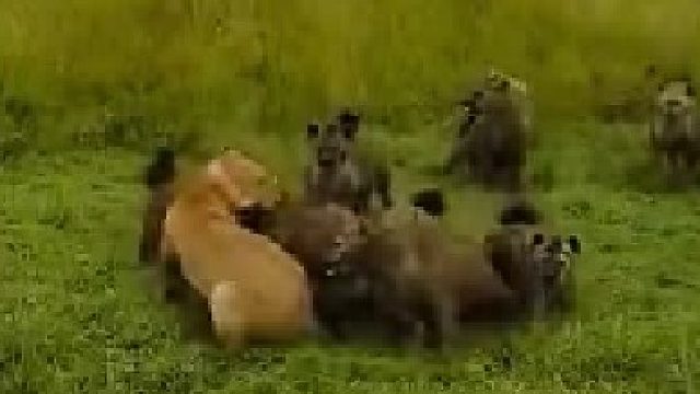 为啥狮子不咬死鬣狗呢