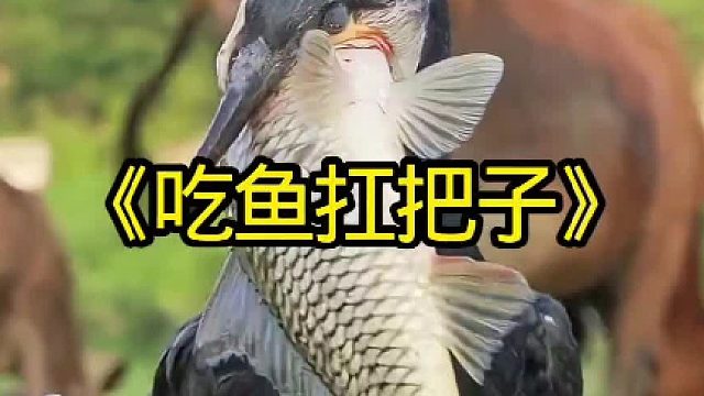 鸬鹚吃鱼绝对是扛把子一样的存在