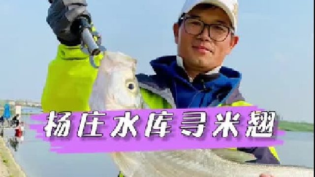 杨庄水库寻米翘